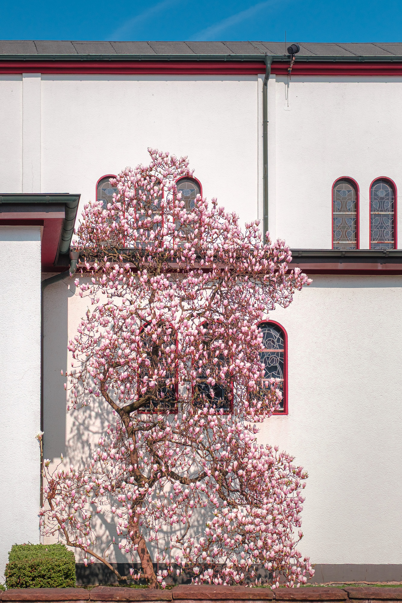 Hablando de magnolias, así está ahora la de la iglesia cerca de casa.