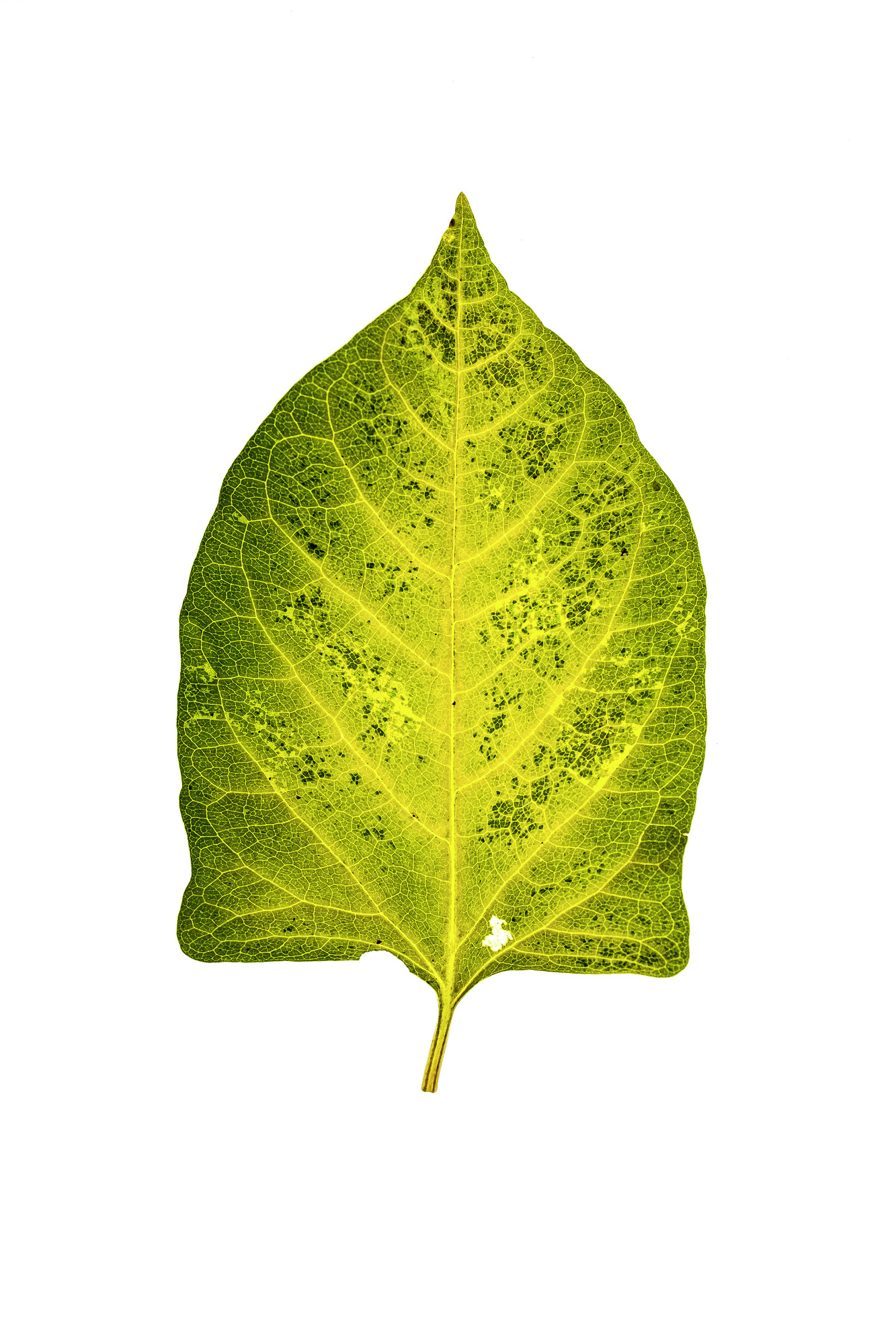 Fallopia japonica