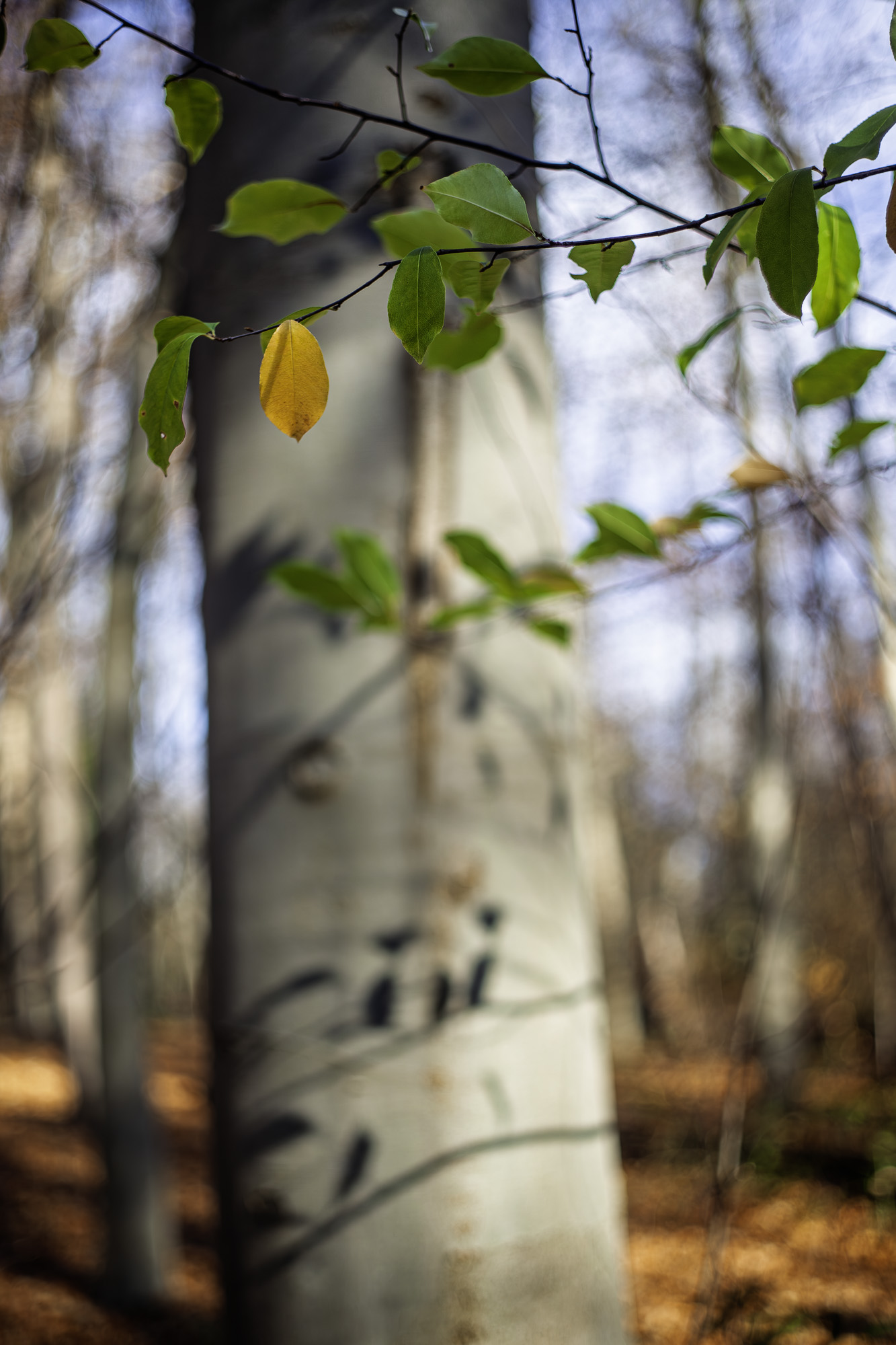 Vuelvo al bosque