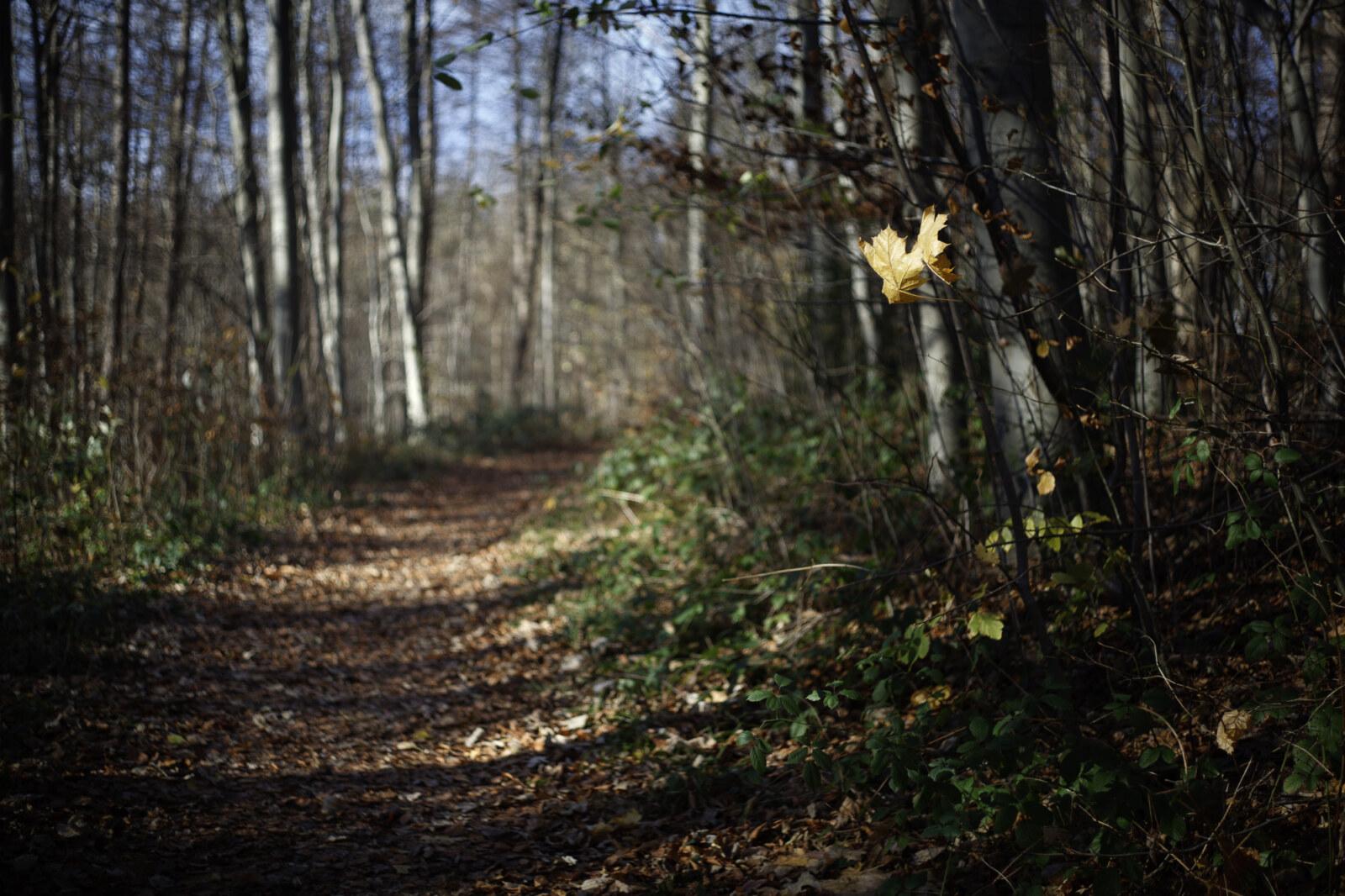 Vuelvo al bosque