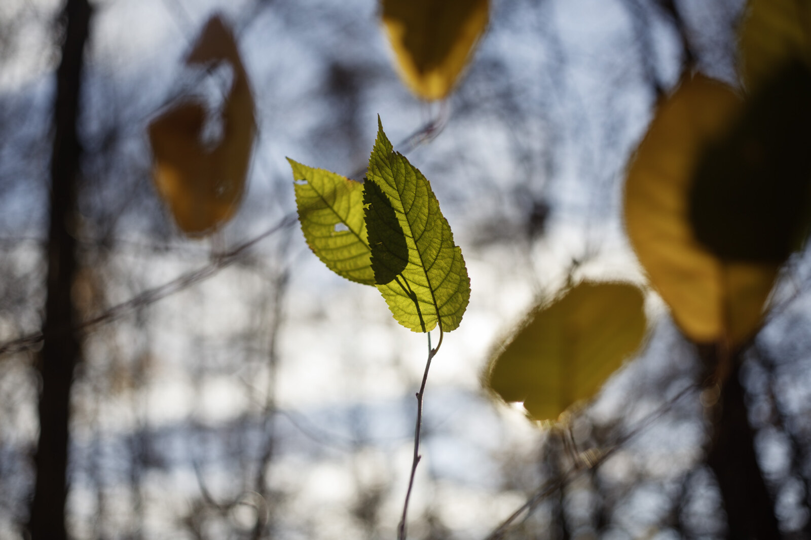Vuelvo al bosque