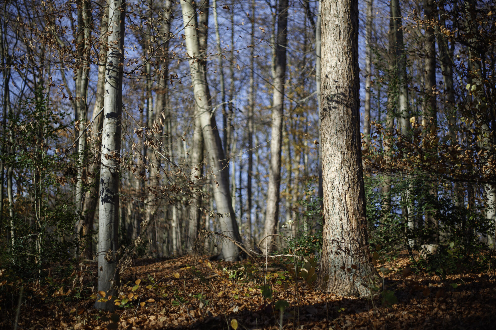 Vuelvo al bosque