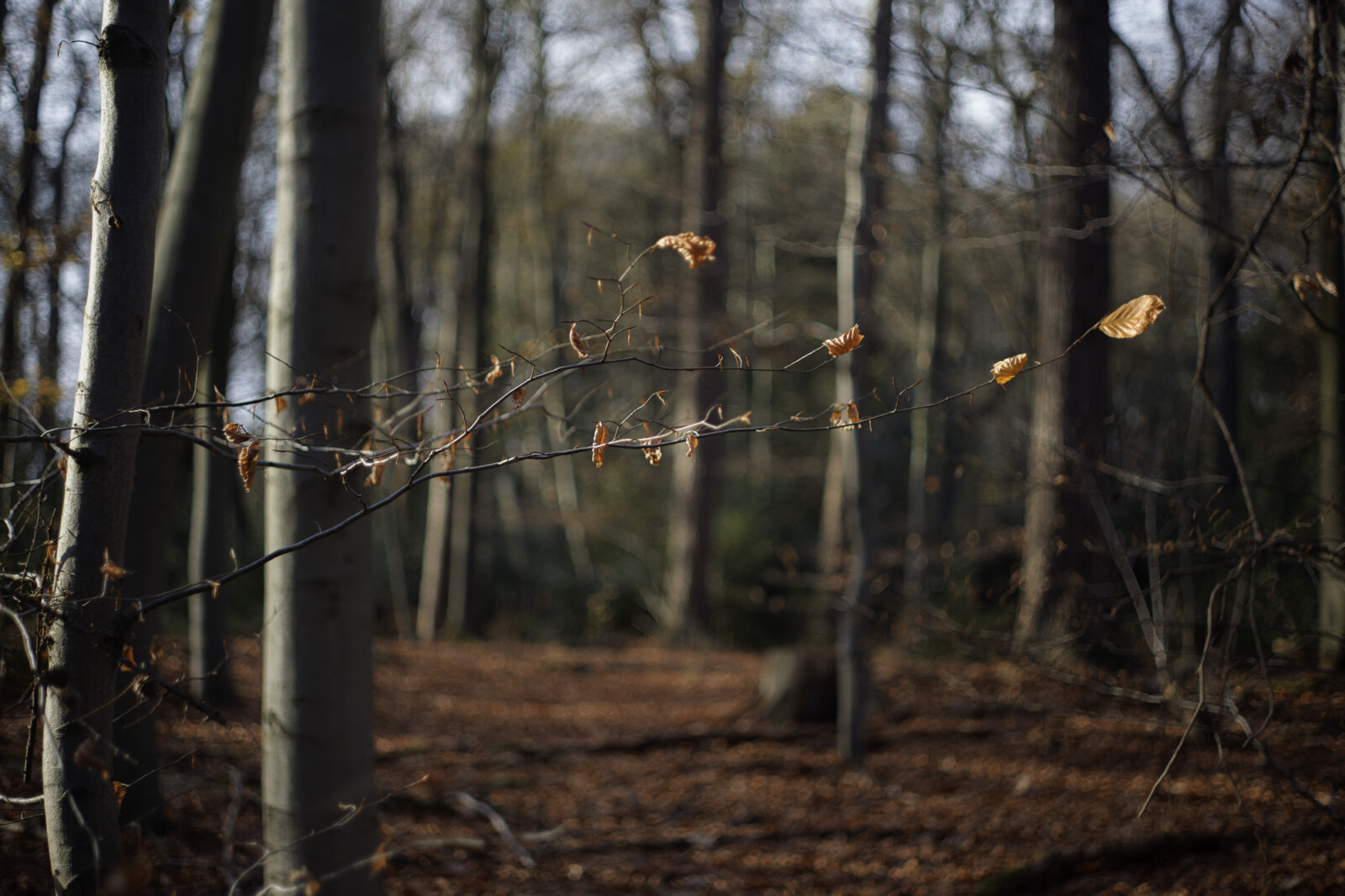 Vuelvo al bosque