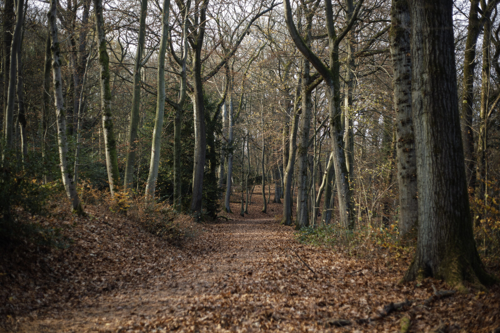 Vuelvo al bosque