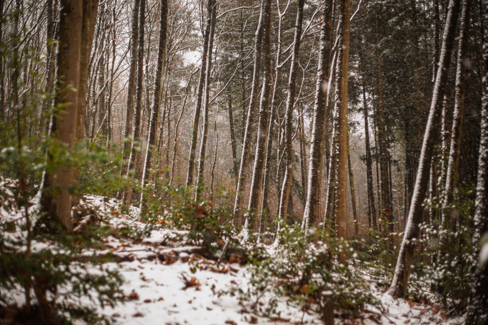 Nevaba y fui al bosque. Obviamente que saqué fotos y muy rápidamente hice una selección de cuatro que comparto con ustedes. Empezamos el año con todo.